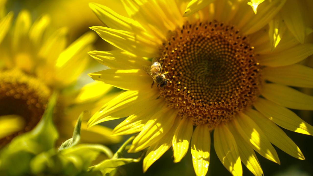 A close up picture of a sunflower with a bee in the center