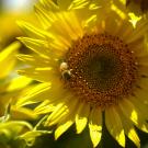 A close up picture of a sunflower with a bee in the center