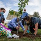 People plant a tree