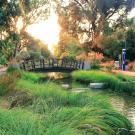 Image of runner in the UC Davis Arboretum at sunset.
